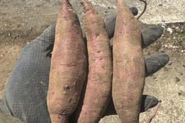 熊本県産自然栽培さつまいも！一口べにはるか【ねっとり蜜が溢れる濃厚な甘さ】(箱込み５㎏)焼き芋がまるでスイートポテト！