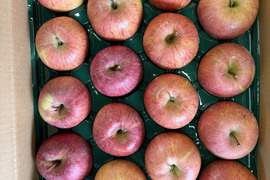 山形県産りんご「サンふじ」家庭用5キロ(13〜20玉)