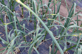 ✨希少！国産ニンニクの芽　約300g✨採れたて直送｜やわらかく甘い春のごちそう🥬農薬・化成肥料不使用✨