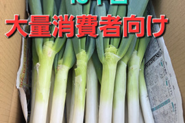 大量消費者向け　自然栽培ネギ　15キロ