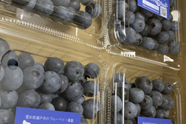 ”ベリーさん”の完熟ブルーベリー・ちび旨 500g（125g×4パック）【生食用・Sサイズ】