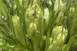 プンタレッラ2株