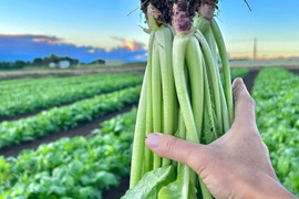(Sサイズ)信州産 [レシピ付] 寒波で甘ウマ！ド旬の野沢菜
