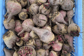 真赤な　ビーツ　1㎏　栽培期間中農薬・除草剤・化学肥料不使用