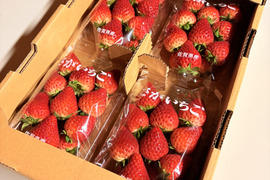 てぃあらふぁーむが届ける「いちごさん」4パック(ご家庭用・約1kg)