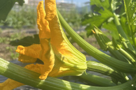 【規格外品】自然栽培の花ズッキーニ　12本