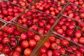 【佐藤錦】🍒1キロ🍒【お中元にも】【Ｌサイズ以上】【さくらんぼ】