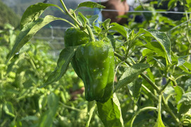 【関西一のピーマン産地、「たじま」からお届け】　朝採れ発送！　兵庫県香美町産「たじまのピーマン２０ｋｇ」