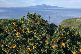 【濃厚！絶品！蔵出し！】やみつき　尾崎温州みかん　5kg