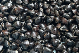 【旬の大和しじみ】お試しセット大中小各500g