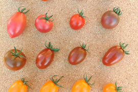 【M1.8】【食べ比べ】映える！！　食卓に彩りをお届けします　　最大18種類　MIXフルーツトマト1.8kg【トマト食べ比べ】