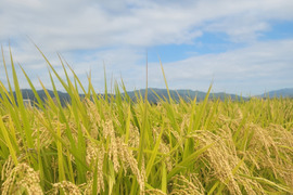 ☆お買い得！限定20袋！！
令和7年！農薬不使用！新米ヒノヒカリ
10㎏(精米)