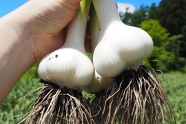 訳あり土付き「生にんにく」20玉【たくさん食べたい人向け】