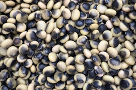 【北海道産】農薬･化学肥料･除草剤不使用‼️鞍掛豆（くらかけ豆）塩茹や豆ご飯で絶品🌟豆嫌いのお子様にもオススメ☺️800g✉メール便