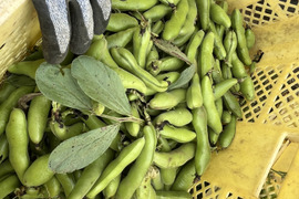 湘南産朝採れそら豆1.5キロ