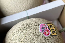【今週限定】ラブコールメロンは1年で1週ほど！1粒のタネから1玉だけ大切に育てました！ちぎりたてでも甘さに驚くラブコールメロン2玉入り(4.2kg～6kg)