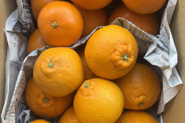 【食べ比べ】せとかと不知火　3ｋ箱　除草剤使用無　万田酵素散布