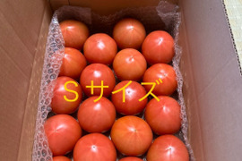 昔ながらのトマト🍅８０サイズ箱詰め(S玉)
