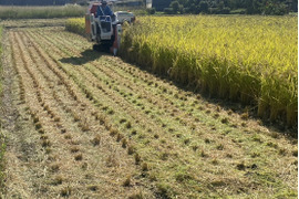 新米福岡産ヒノヒカリ５㎏