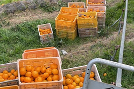 箱込5.5kg倉橋ミカン食べてクレ園の、はるみ 広島県　倉橋島はるみ