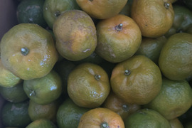 シークヮーサー800ｇ【栽培期間中農薬肥料不使用】色付き