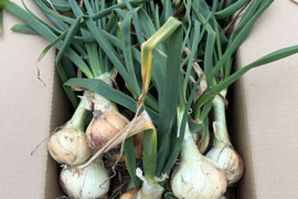 産地直送旬の野菜セット 旬の野菜をお届け 奈良農悠舎王隠堂