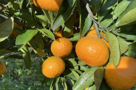 食べたらやみつき　甘くておいしい　『ゆら早生みかん』　10kg