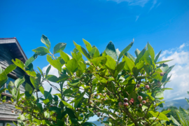 【お試しメール便】ブルーベリー葉のお茶・10g【爽やかな香りの健康茶】※格安送料¥360
