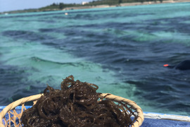 採れたて直送！こりゃハマる！宮古島産！生もずく！（５キロ）