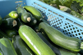 【自然栽培】旬の瑞々しいズッキーニ（4.5kg）