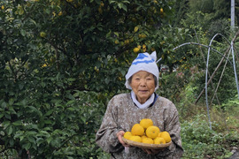 【農薬不使用】柚子（3～4ｋg80サイズ小段ボールバラ詰め）キズあり大小バラつきあり　ゆず　傾斜地農法で世界農業遺産に認定