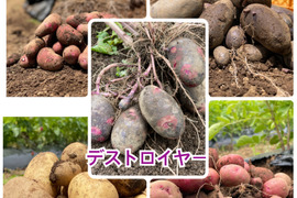 ノウフク　カラフルじゃがいもミックス 1kg　【栽培期間中農薬化学肥料不使用】