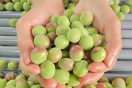 【甲州小梅】自然栽培 農薬不使用の安心青梅！サイズ混合4kg