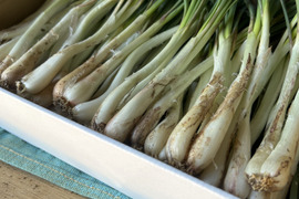 沖縄 伊江島特産 島らっきょう 1kg