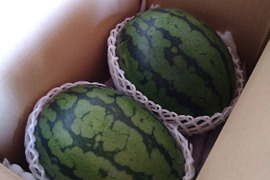 春の小玉スイカ☆長崎県産　2玉入り（1玉2kg前後）