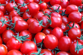 【まるでサクランボ】皮が口に残らない！子どもがパクパク食べる、フルーツのような甘さのミニトマト「まゆか」１.７㎏箱