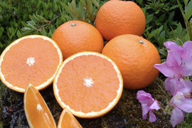 【残りわずか！】完熟ジューシー! 袋掛け清見オレンジ☆ 5kg