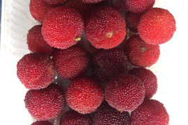 幻の果実、ヤマモモ！1㎏🍒 甘酸っぱい風味とフルーティーな香りが広がる。夏の旬、自然栽培で育まれたひと粒の特別な味わいをぜひ。