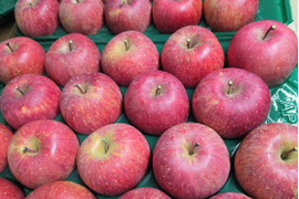 【ギフト】【小玉りんご】5kg 甘い！美味しい！家庭用小玉サンふじ(25~28玉)よく、どこに傷があるの？と聞かれます 長野県山ノ内町志賀高原麓