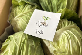 やわらか春キャベツ　5玉