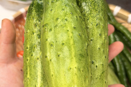 【希少品種】わんぱく坊主きゅうり　500g（3~5本程度）　驚きのパリシャキ食感！ 太くて肉厚・旨味濃厚 / サラダ・炒め物・天ぷらにも！