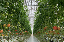 パリッと！新鮮！大玉トマトの2品種ランダムお楽しみセット【6袋】