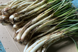 お試し価格【メール便配送300g】沖縄 伊江島特産　島らっきょう 300g