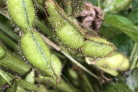 丹波黒枝豆さやのみ１kg（500g袋x ２）自然栽培　農薬化学肥料完全不使用！【完売！】