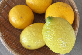 【数量限定・訳ありでお得】
マイヤーレモン／ビラフランカ／リスボン
3種おまかせレモンセット