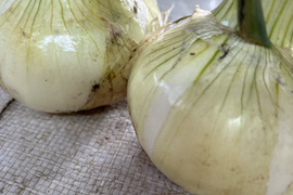 とれたて新玉ねぎ　5kg