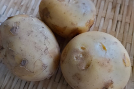 タワラワイス（箱込2kg）
