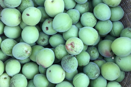梅　1kg   自然栽培　採れたて！