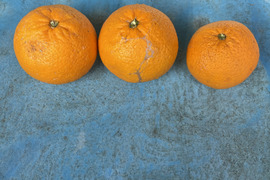 果汁たっぷり！紅八朔　9kg  家庭用