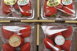 三重県オリジナル品種【うた乃】を中心に、章姫、紅ほっぺ、よつぼし、かおり野、3品種を選抜した食べ比べセット(品種は選べません。その日、状態の良い品種を選抜します。)1箱1.0kg~1.2kg